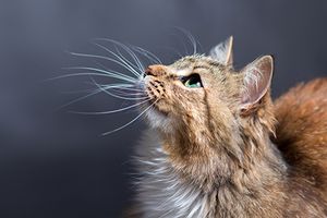 Hope or hoax? How to evaluate veterinary cancer therapies