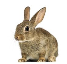 veterinary_rabbit_160333372_220px.jpg