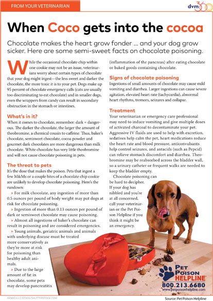 what are the symptoms of chocolate poisoning in dogs