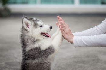 veterinary-puppy-shutterstock_556211362-450.jpg