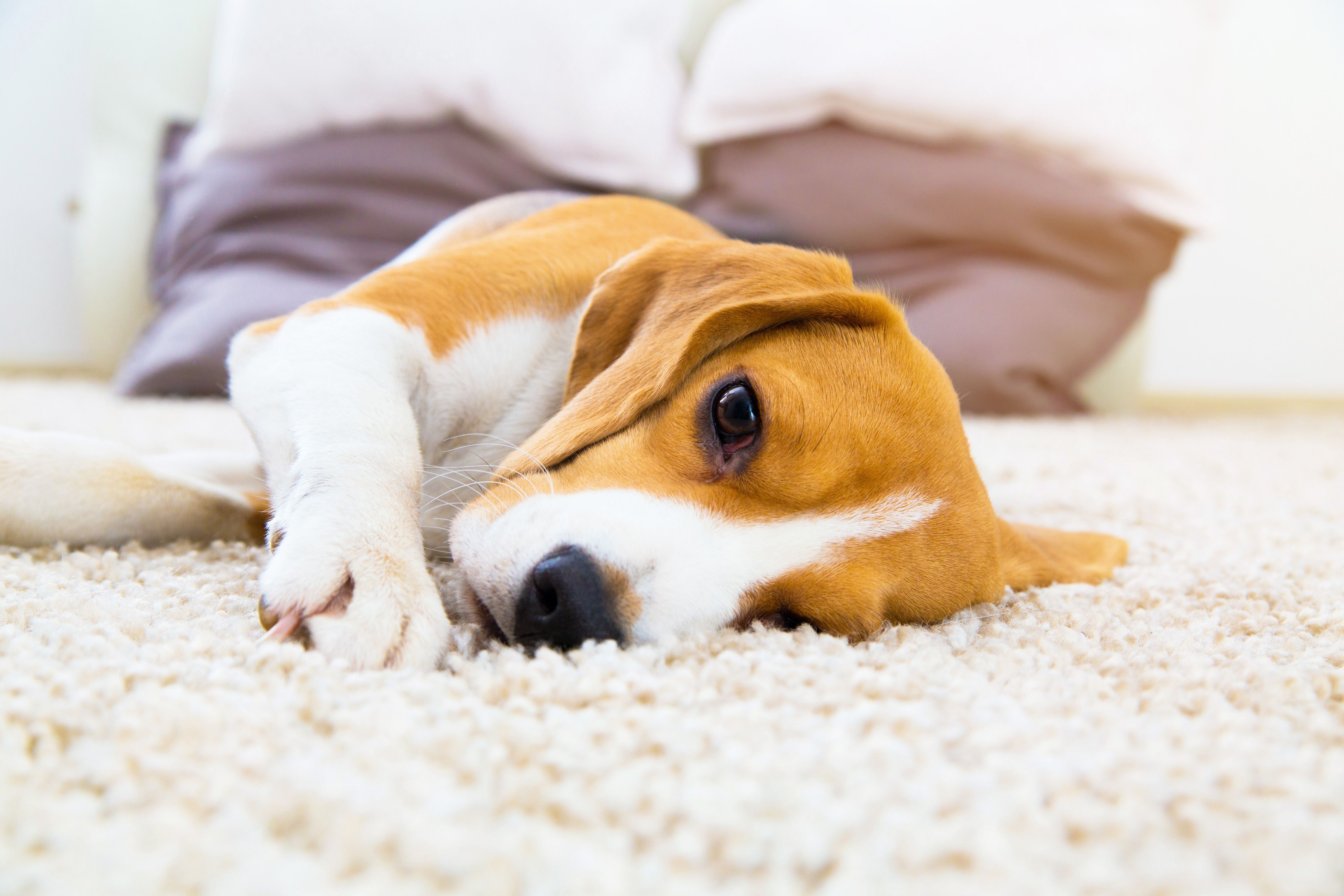 Расслабленная собака. Животные на ковре. Собака на ковре. Собака лежит. Щенок на ковре.