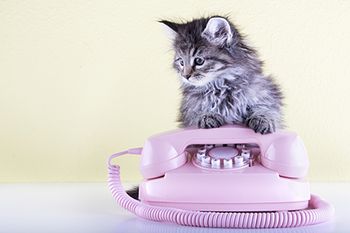 veterinary-cat-with-retro-phone_AdobeStock_98911570-450.jpg