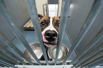 veterinary_dog_shelter_sad-450px_shutterstock_116579845.jpg