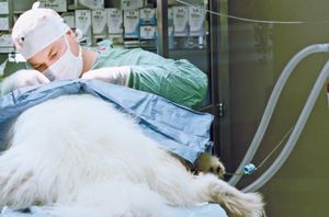 veterinary_surgery_dog_AA042821_450.jpg