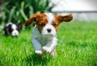 Parvovirus cases fell sharply over 13 years, but mortality risk in puppies remains high, study finds