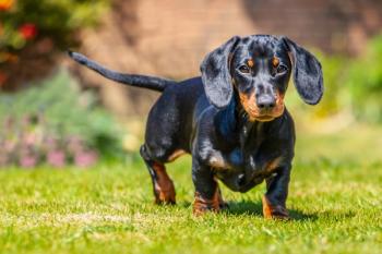 Daschund dog