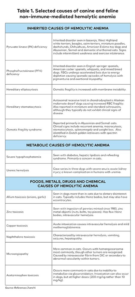 Immune Mediated Hemolytic Anemia Understanding And Diagnosing A Complex Disease Immune Mediated Hemolytic Anemia Understanding And Diagnosing A Complex Disease