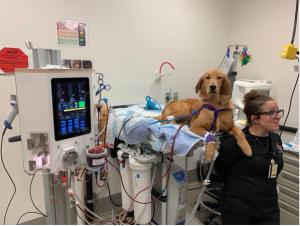 Hemoperfusion for acute toxin ingestion