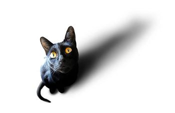 veterinary-cat-black-skewed-AdobeStock-3979286-450px-1.jpg