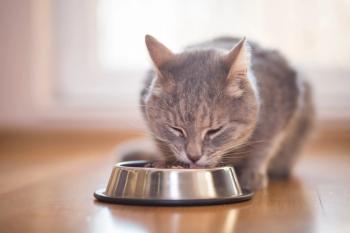 Cat feeding