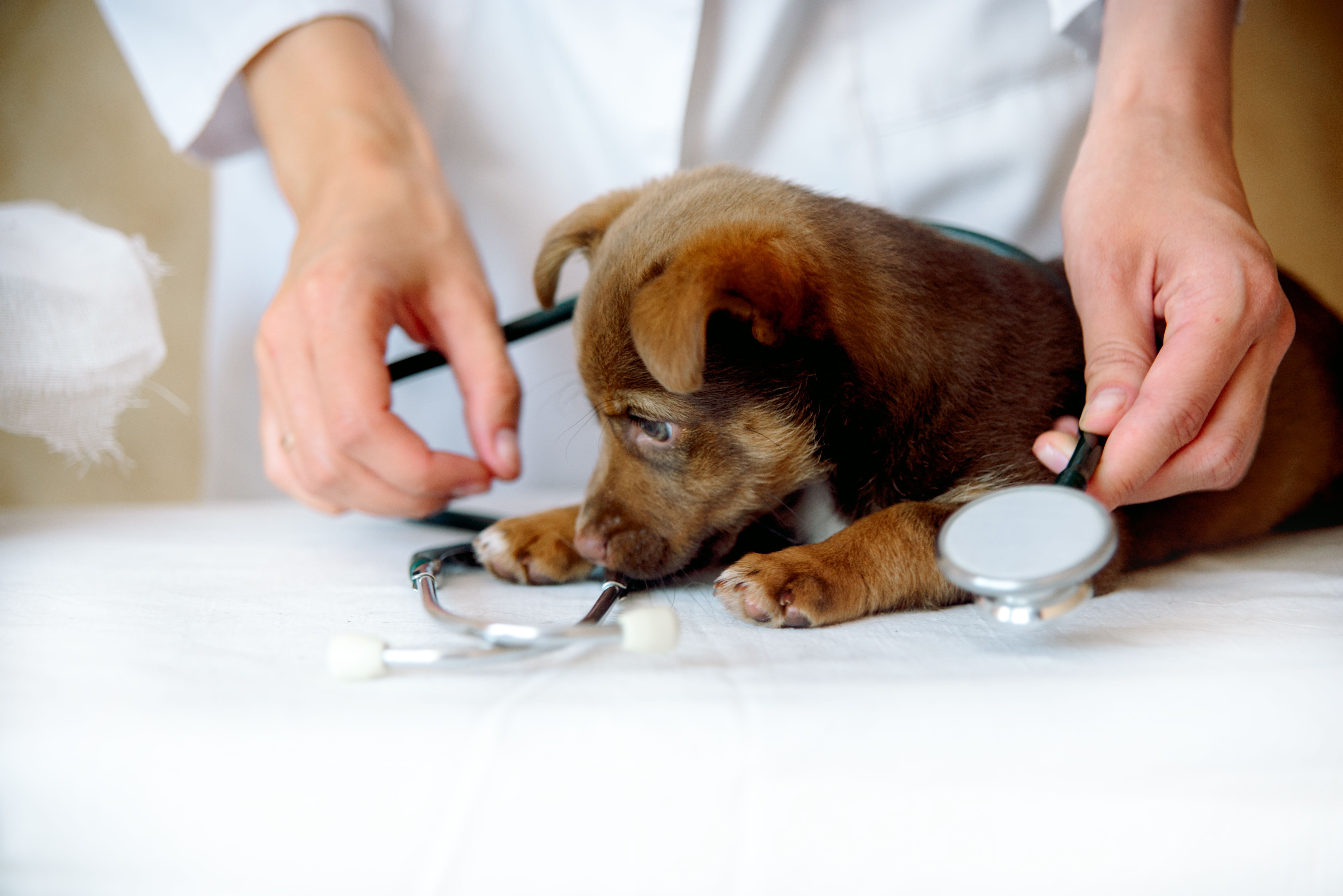 Petfolk announces 40M in Series A funding to advance veterinary care