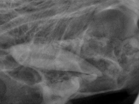 veterinary_beckman2_0910-683716-1384223069624.jpg