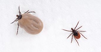 nexgard or frontline