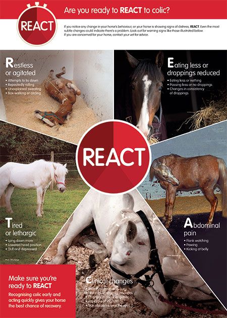 R.E.A.C.T.: Signs of colic in horses 