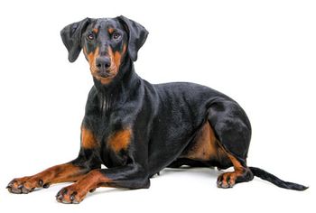 Veterinary_DobermanJS_450.jpg