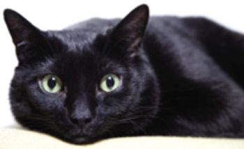 veterinary_research_cat-685806-1384229702988.jpg