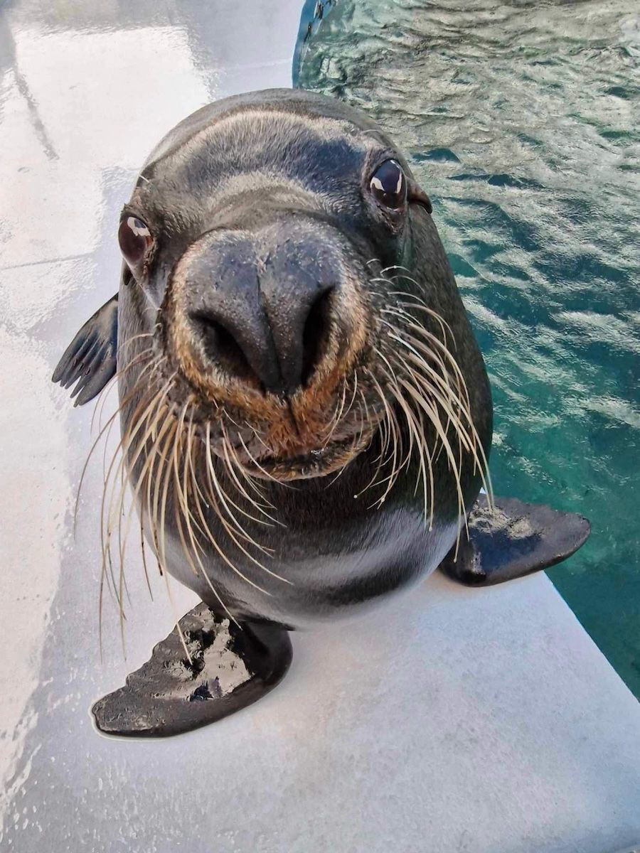 Darvall sea lion