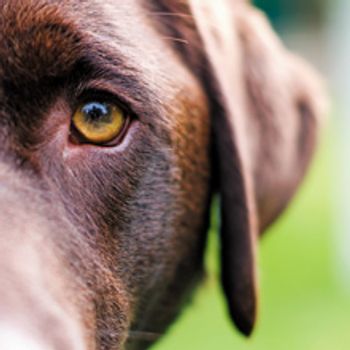 veterinary-dog-lab-eye-ear-135968329_220.jpg