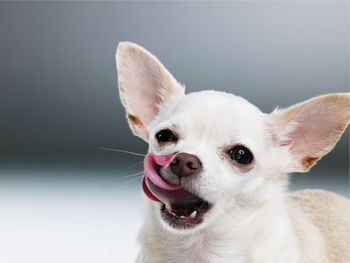 veterinary_dog_7_460-648366-1384339044425.jpg
