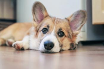 dog lying down