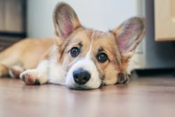 Pet insurer: Records show no sign of human coronavirus in pets 