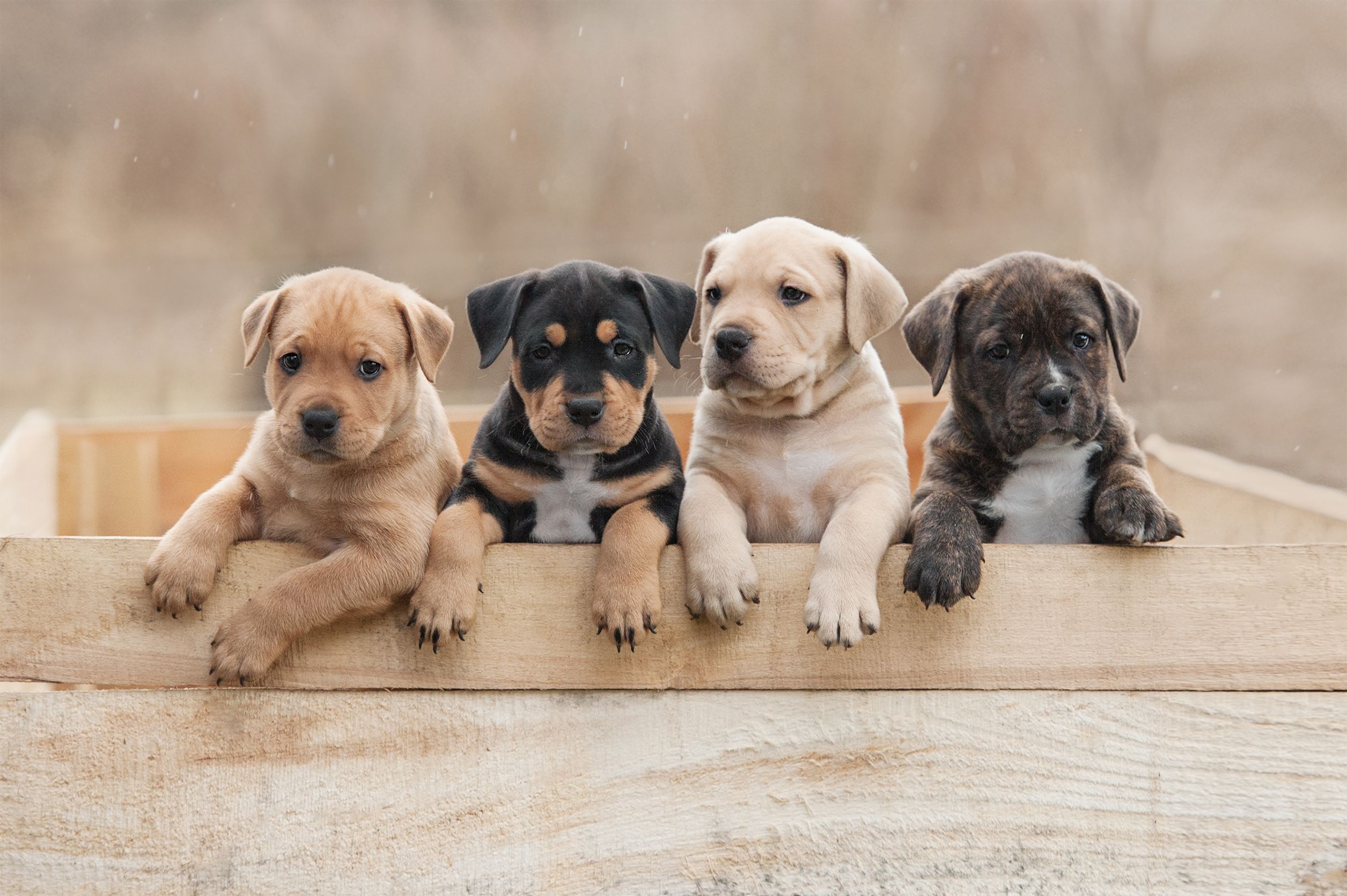 cute puppies