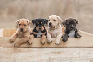 Otitis in puppies: How to help veterinary clients watch for signs