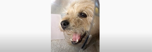 dog in severe pain