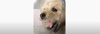 dog in severe pain
