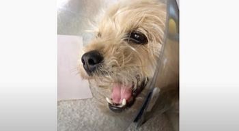 dog in severe pain