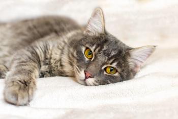 Tired cat
