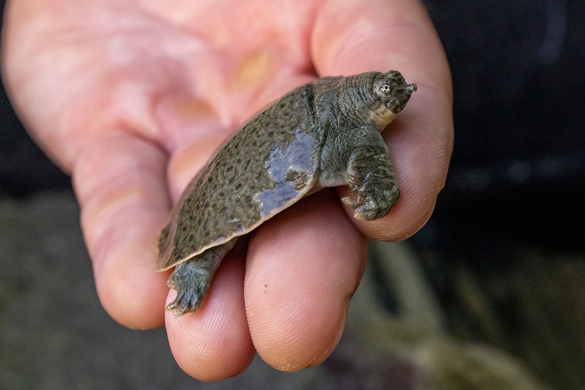 Turtle Species Spotlight: The Softshell Turtle - Unique Characteristics And Care