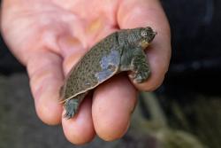 San Diego Zoo Wildlife Alliance hatched endangered softshell turtles 