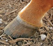 separating-cornet_rev-559251-1384666895195.jpg