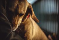 Weekly Vet Report: A first for canine noise aversion and separation anxiety, an RNA veterinary vaccine moves closer to EU authorization, & more