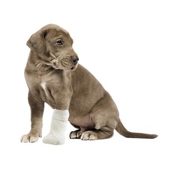 veterinary_puppy_hurt-_460px_146625643.jpg