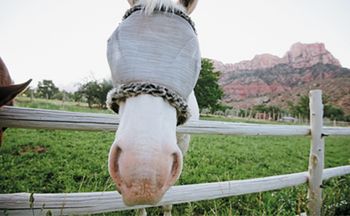 veterinary-horse-blinders-450px-559343749.jpg
