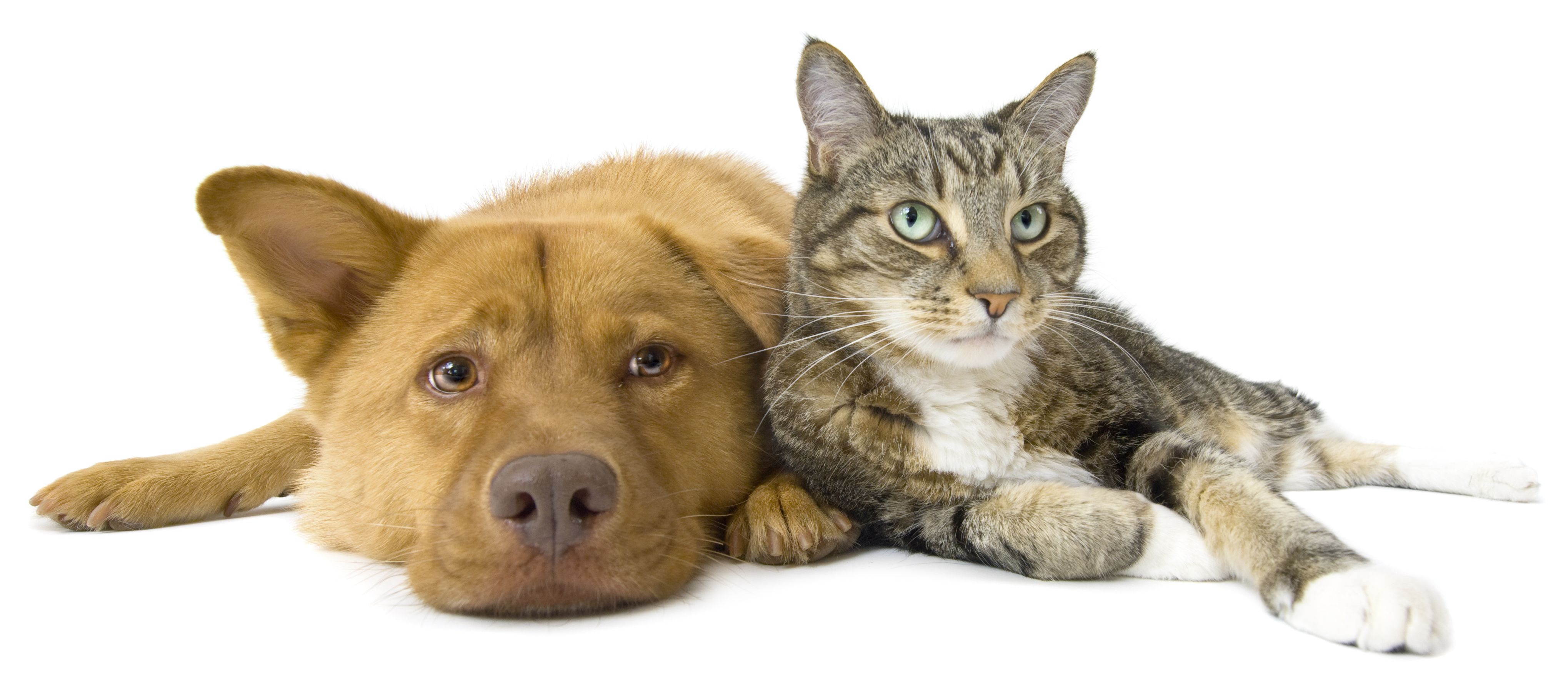 dog and cat