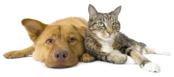 dog and cat