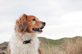 veterinary-dog-collie-coast_450px.jpg