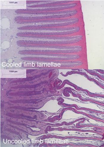 Laminitis_Figure3-body.jpg