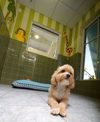 VMC-450-Jungle-suite.jpg