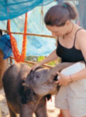 Feeding Ging Mai copy-42163410-640840-743809-1384181442591.jpg