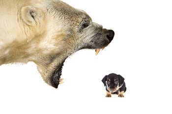 veterinary_polar bear_bully_dog_AdobeStock_195364281_450px.jpg