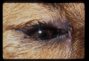 Dog with Lower eyelid entropion