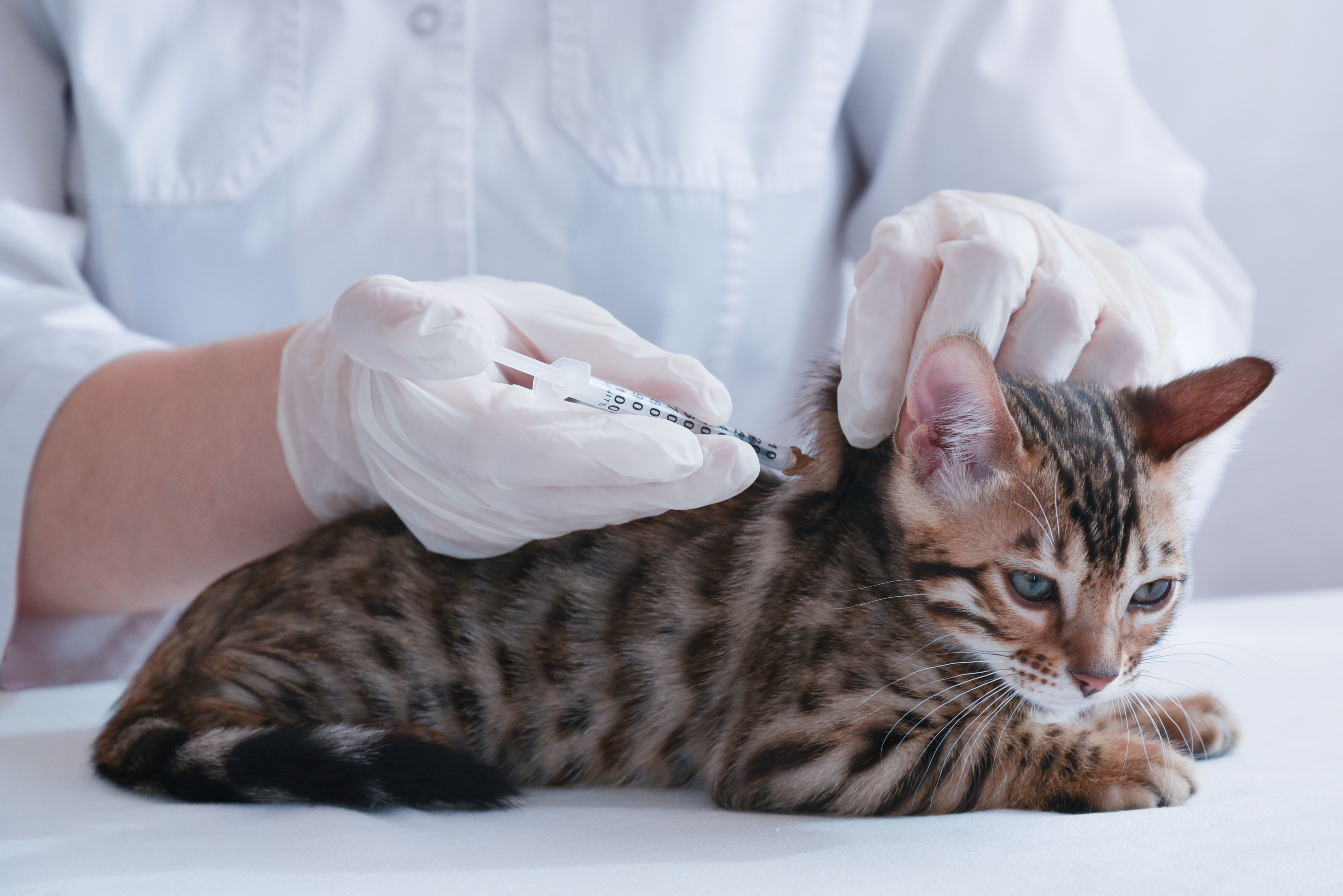 Covid19 Vaccine And Feline Leukemia Virus photo