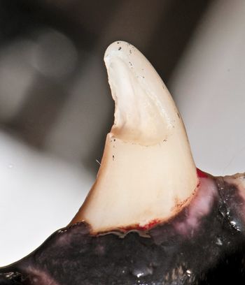 veterinary_Bellows_0715_5a_450.jpg