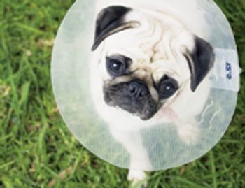 veterinary_VanDyke_0510-672655-1384318137307.jpg