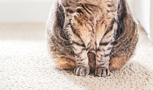 Veterinary_FatCat_450.jpg