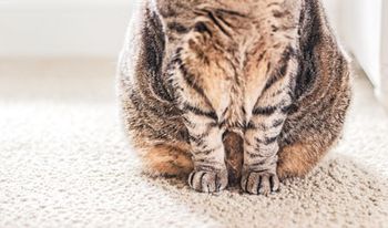 Veterinary_FatCat_450.jpg